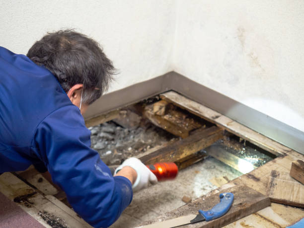 Why You Should Choose Our Mold Remediation Services in Reinbeck, IA